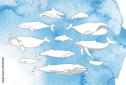 Different whale set