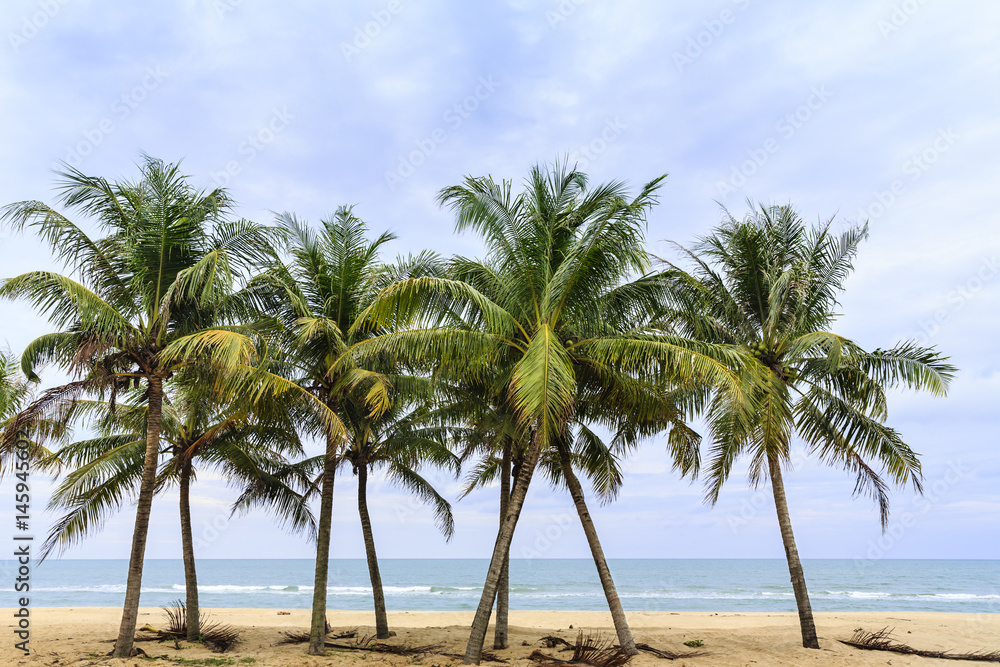 several coconut trees stand on the sandy beach with clouds and blue sky as the backdrop
