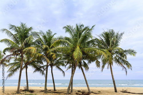several coconut trees stand on the sandy beach with clouds and blue sky as the backdrop © holwichaikawee