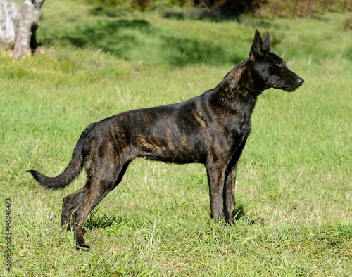 Photography Dutch Shepherd Dog
