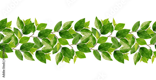 Green leaves line seamless ...