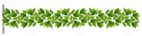 Branches with green leaves in garland
