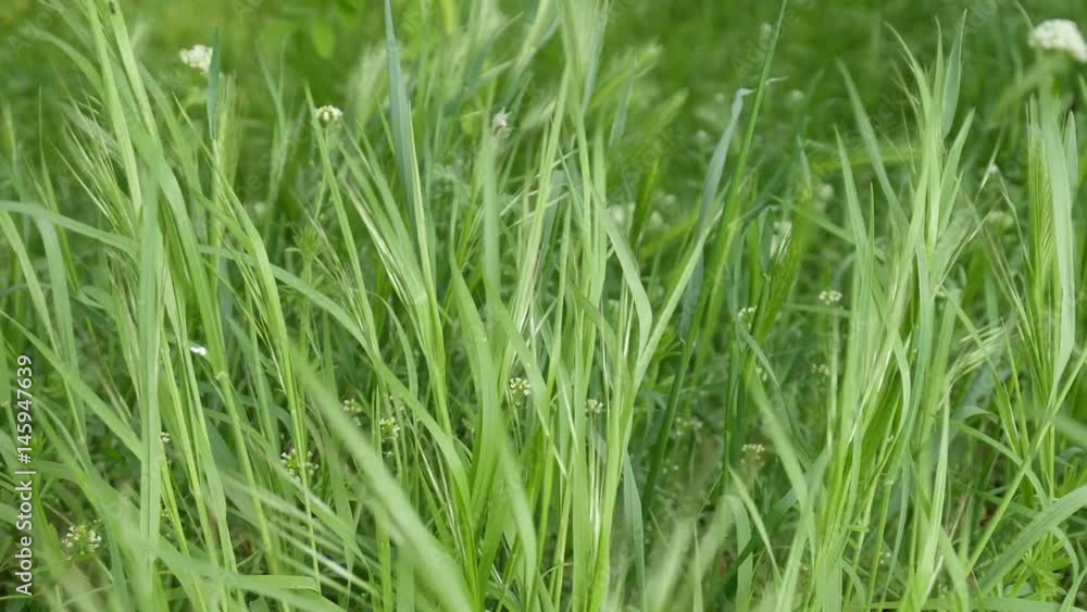 Green grass slow motion Green grass slow motion