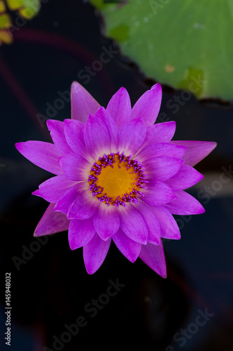 Close up of purple lotus flower in the river.