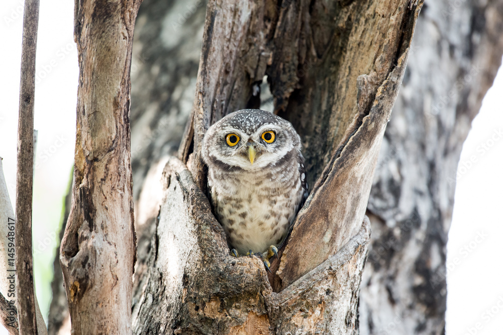 Naklejka premium Spotted Owl Portrait