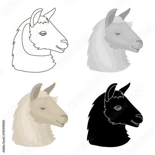 Lama icon in cartoon style isolated on white background. Realistic animals symbol stock vector illustration.