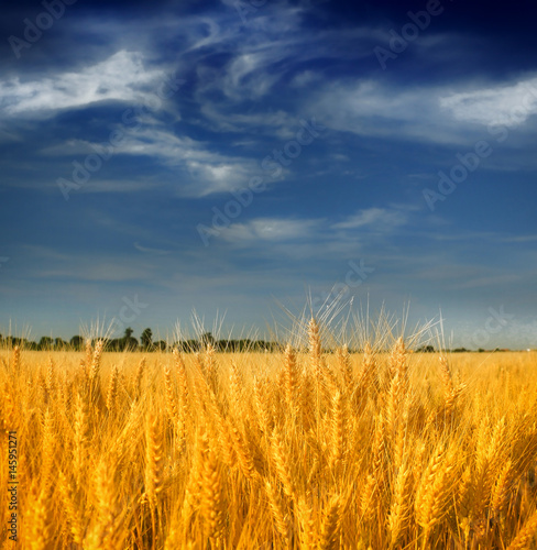 Wheat field against a blue sky