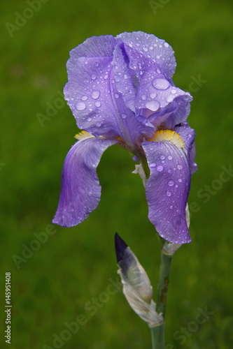 Fototapeta Naklejka Na Ścianę i Meble -  Blüte einer Schwertlilie