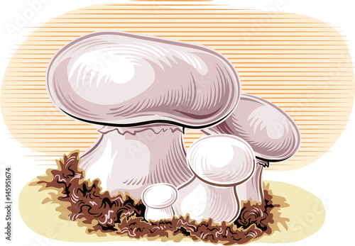 Champignon mushrooms