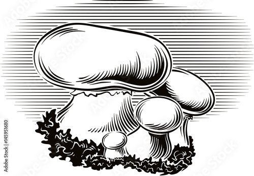 Champignon mushrooms