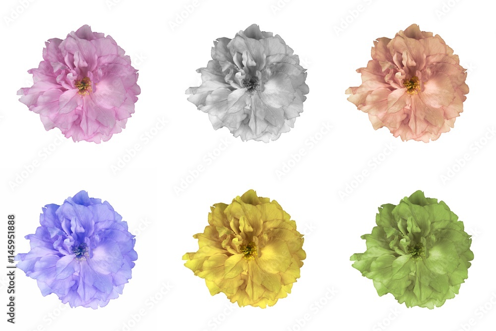Japanese cherry flowers set in various colors. Design elements. Japanese cherry flowers set in various colors. Design elements.