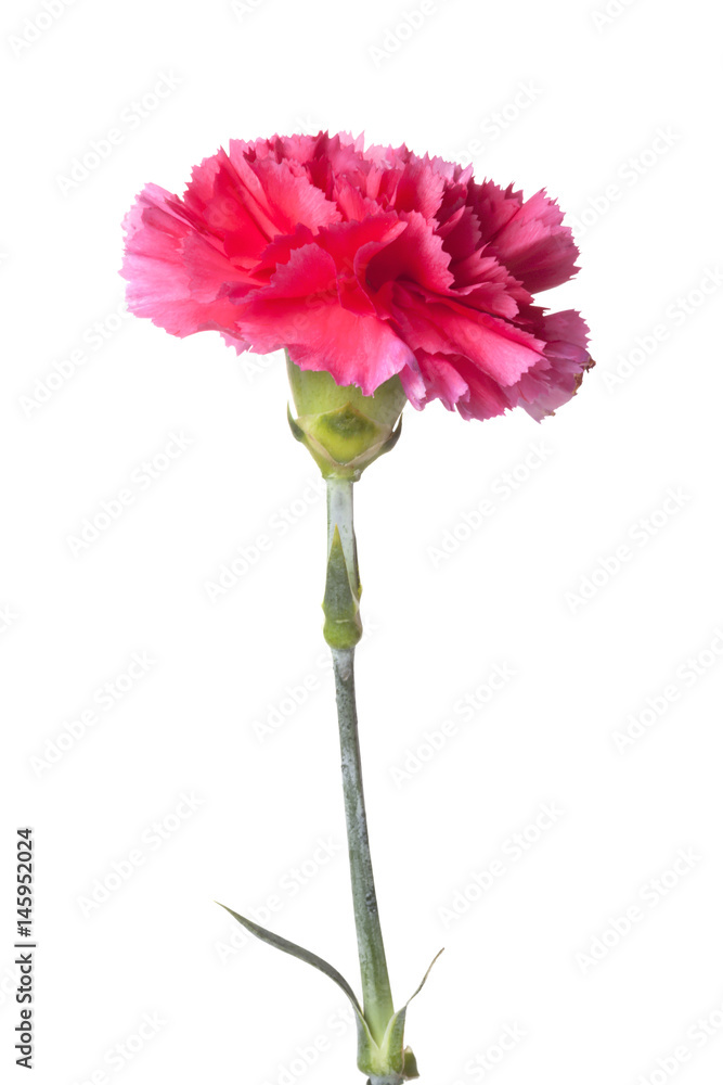 Pink carnation flower isolated on white background Pink carnation flower isolated on white background