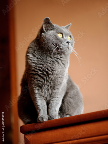 British shorthair cat sitting on a cupboard