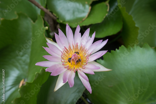 Lotus with bee inside