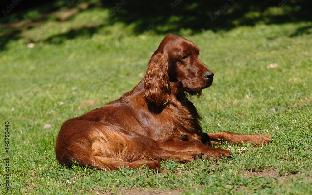 Portrait of Irish Setter or Red Setter