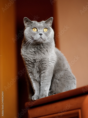 British shorthair cat sitting on a cupboard photo