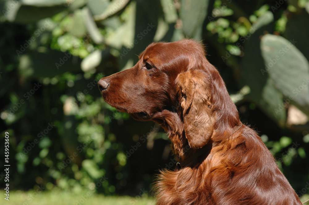 Portrait of Irish Setter or Red Setter