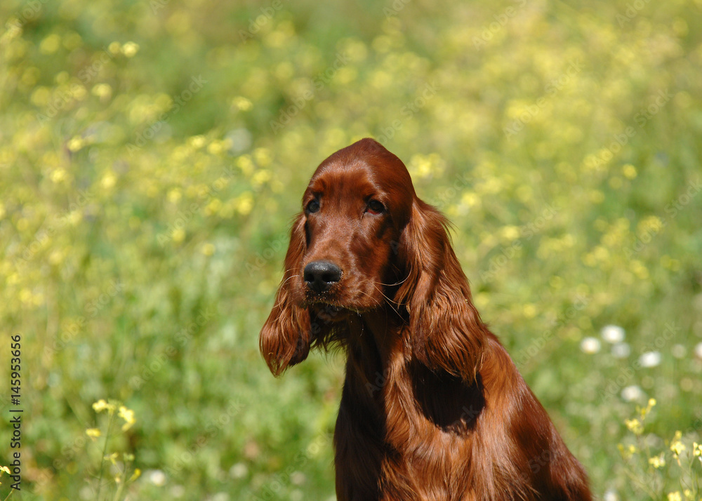 Portrait of Irish Setter or Red Setter