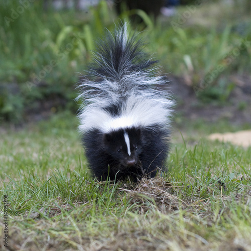 Baby skunk in grass
