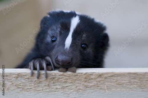 Cute skunk looking out photo