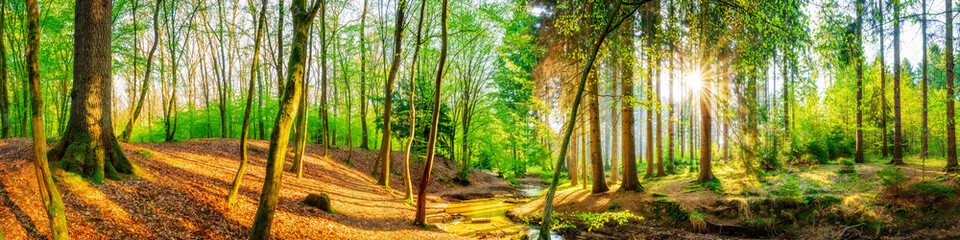 Foto auf Leinwand Wald Idyllischer Wald mit Bach und Sonne  © Günter Albers