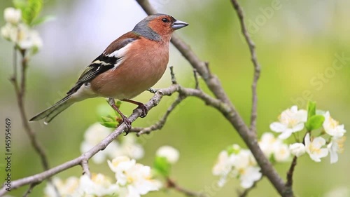 common chaffinch of flowers sitting on a branch/common chaffinch of flowers sitting on a branch