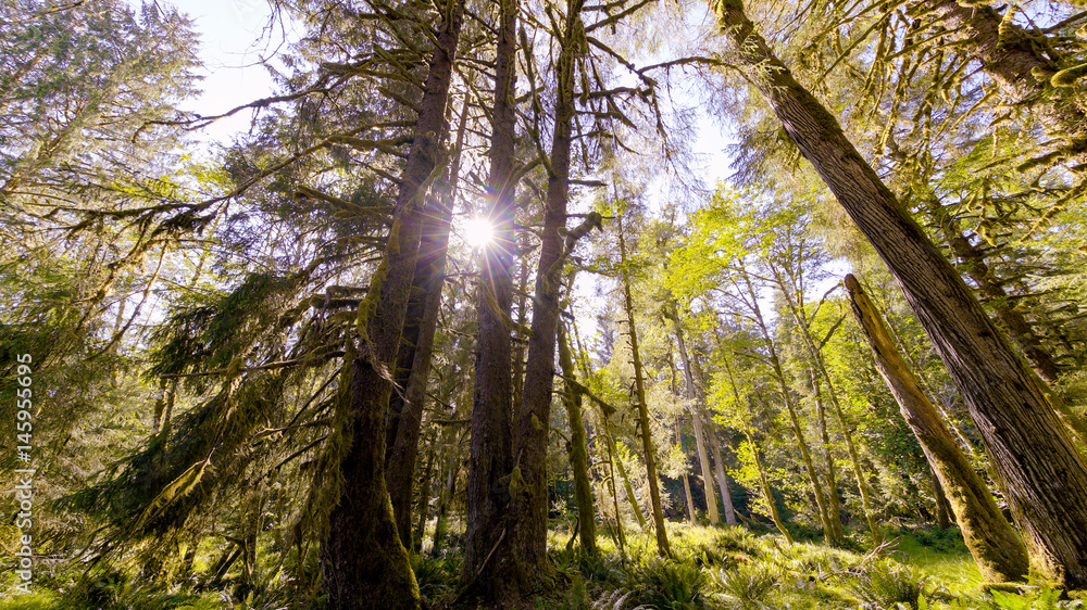 Sun is shining through the trees. The beautiful view of Hoh Rain Forest. Olympic National Park, Washington state, USA. Sun is shining through the trees. The beautiful view of Hoh Rain Forest. Olympic National Park, Washington state, USA.
