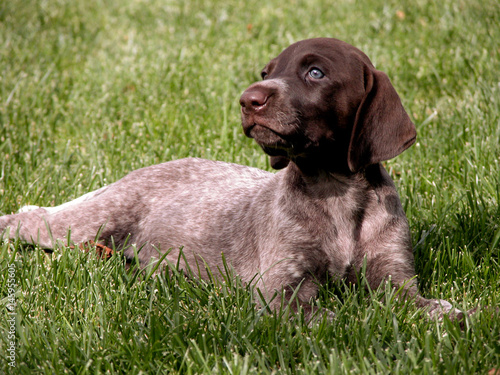 German shorthaired pointer dog