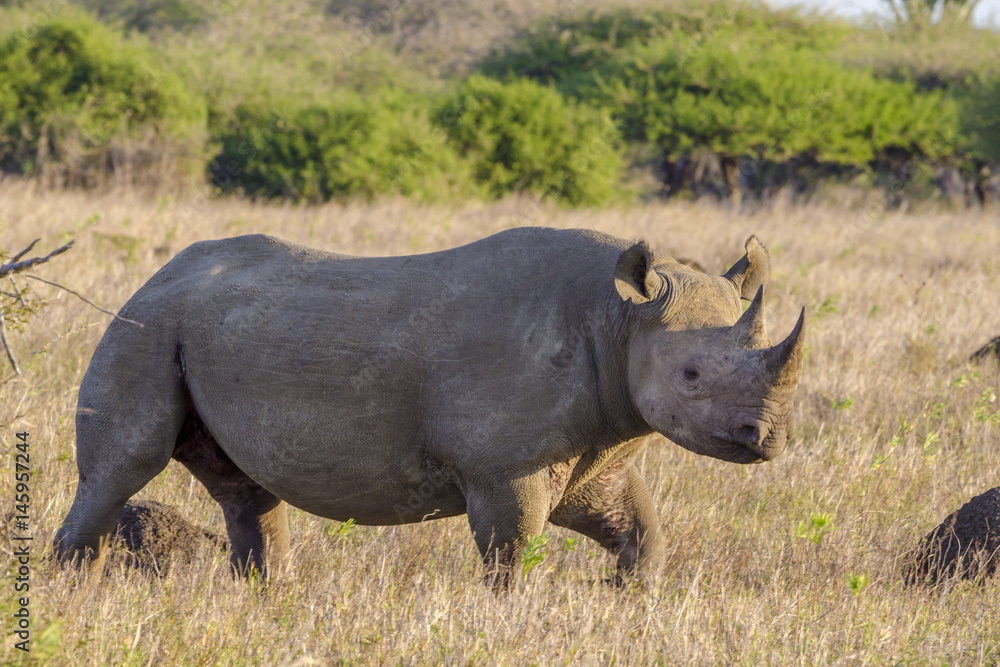 Obraz premium Black rhinoceros or hook-lipped rhinoceros (Diceros bicornis). KwaZulu Natal. South Africa