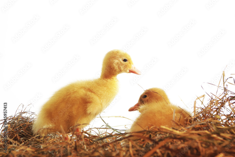 two nestlings of duck two nestlings of duck