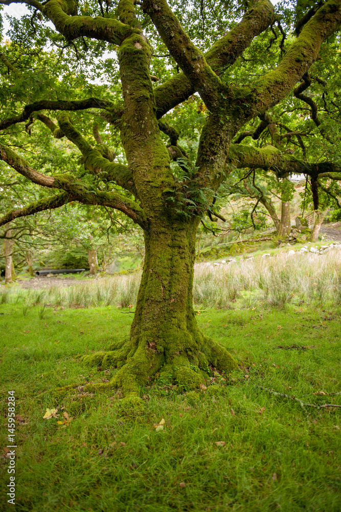 Mossy Tree