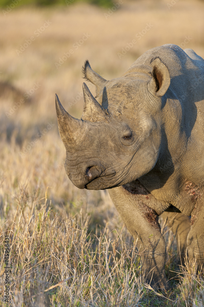 Obraz premium Black rhinoceros or hook-lipped rhinoceros (Diceros bicornis). KwaZulu Natal. South Africa