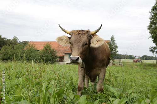 Kuh mit Hörnern auf der Alm
