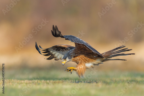 Flight over the meadow / Red Kite