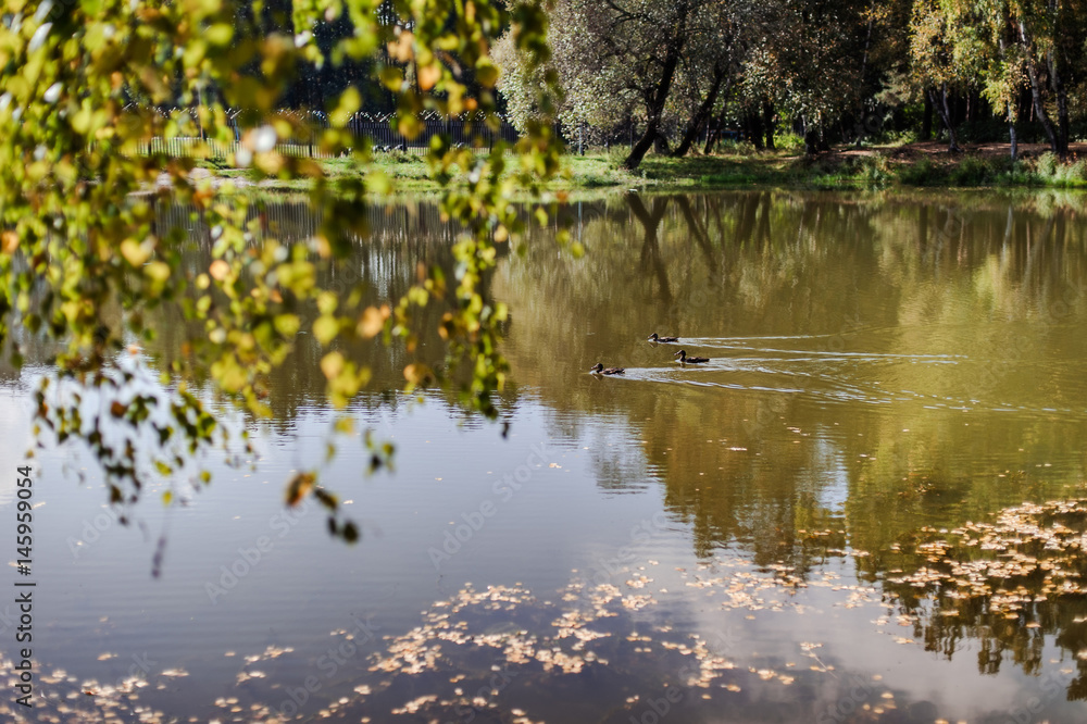 Obraz premium summer lake view