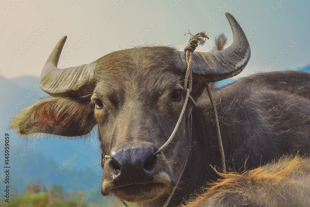 Thai Buffalo on the meadow in field. Thai Buffalo on the meadow in field.