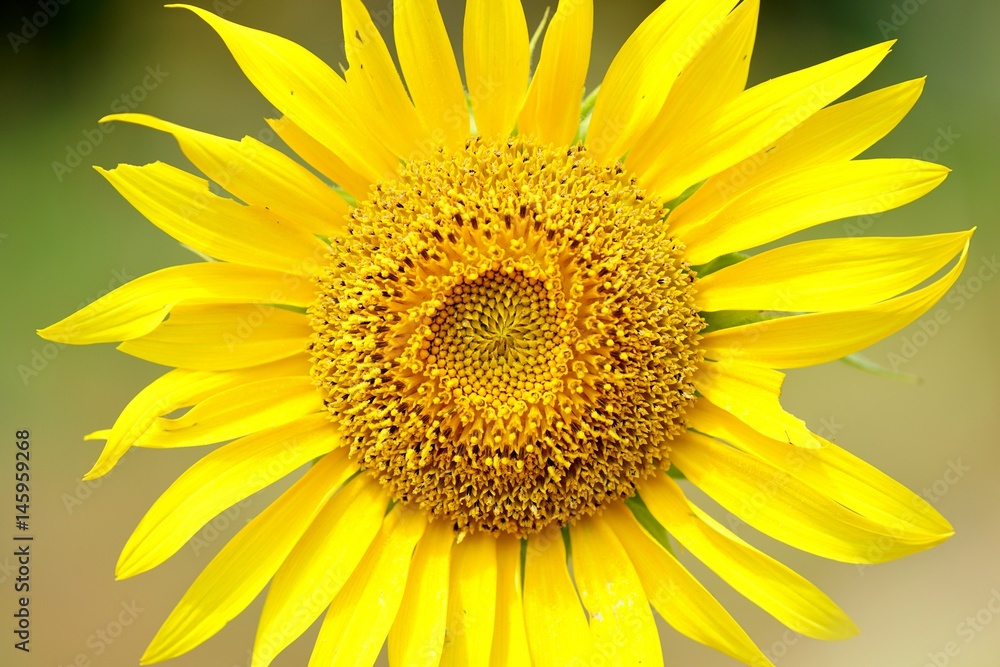 Fototapeta premium ひまわり