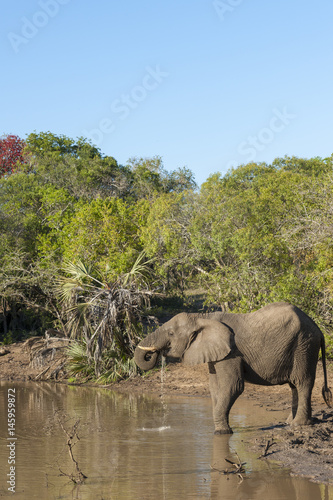 African bush elephant  Loxodonta africana  drinking. KwaZulu Natal. South Africa