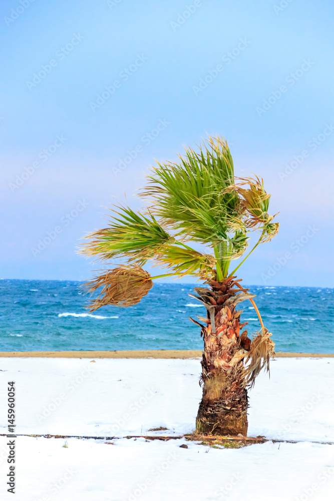 Obraz premium Winter beach with summer palm