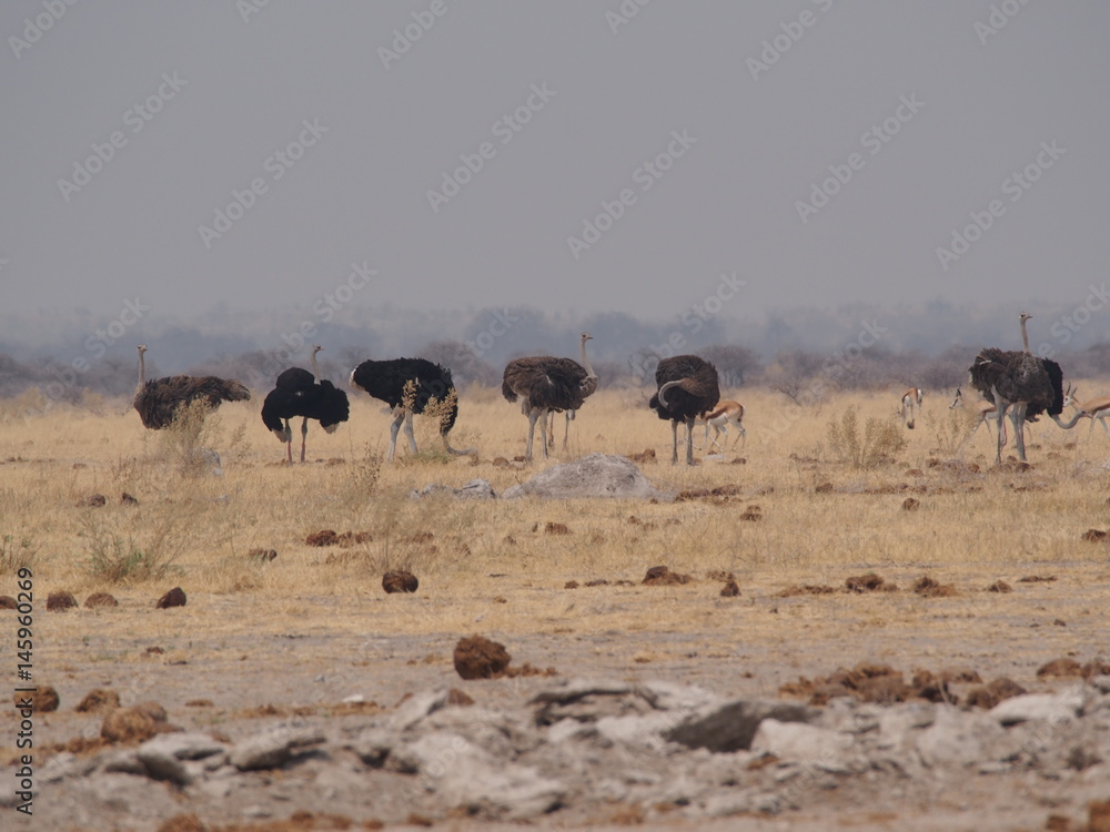Naklejka premium Botswana