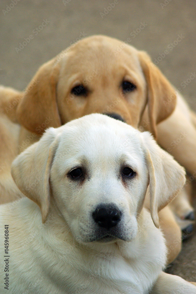 Labrador puppies dog