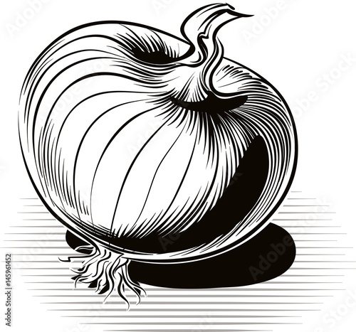 Onion, resting on a plane.