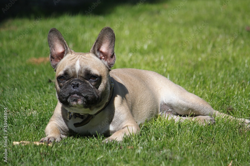 liegende französische bulldogge