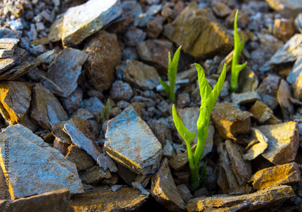 Buds of morning glory sprout up rocky mound Buds of morning glory sprout up rocky mound
