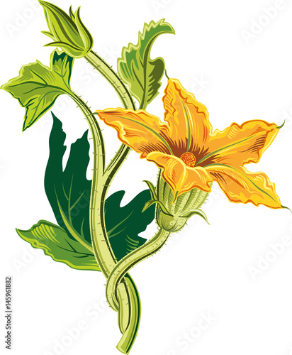 Bud of pumpkin plant, with an open flower.