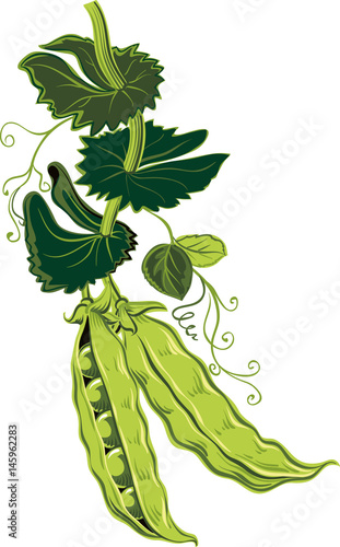 Wallpaper Mural Branch with two pea pods. Torontodigital.ca