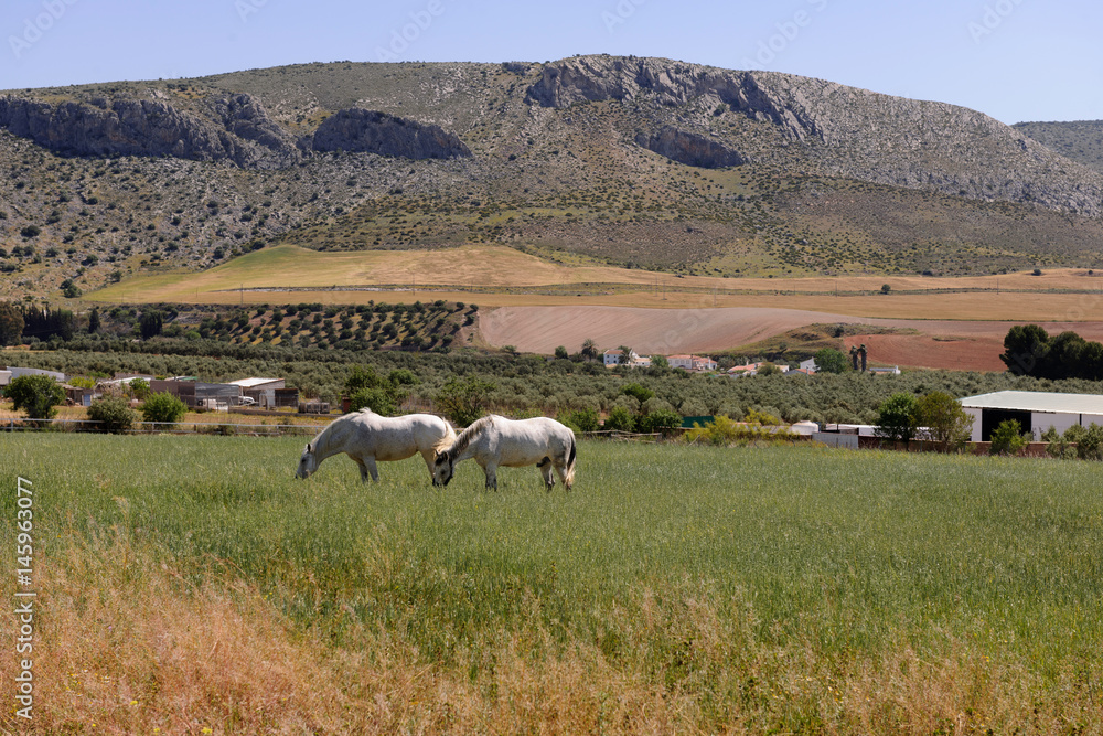 Fototapeta premium Horses in Field