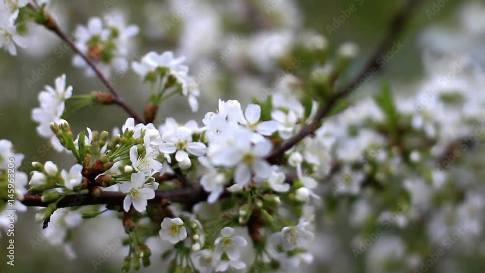 Blossoming tree in spring, changing focus Blossoming tree in spring, changing focus