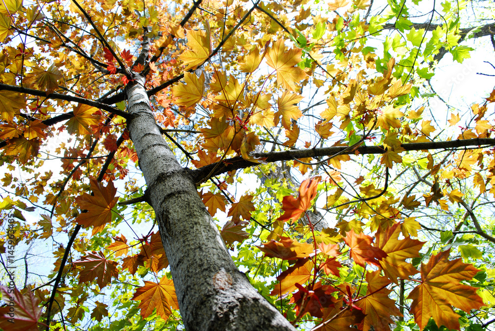 Fototapeta premium Fall Maple Leaves in Autumn Season