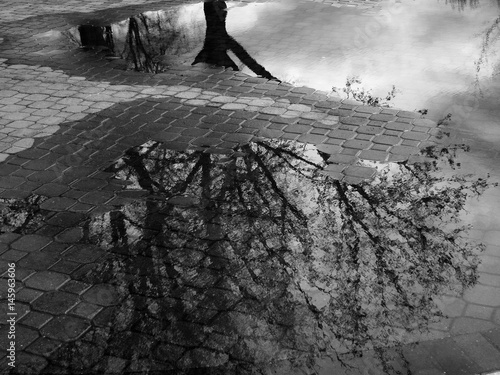 Reflection of Tree in Puddle of Water After Sorm photo